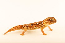 Giant Namibian sand gecko (Chondrodactylus angulifer angulifer) portrait, private collection, Texas. Captive, occurs in southern Africa.