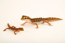 Ranges stone gecko (Diplodactylus furcosus) male with hatchling, aged one month, portrait, private collection, Texas. Captive, occurs in Australia.