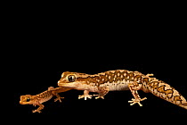 Ranges stone gecko (Diplodactylus furcosus) male with hatchling, aged one month, portrait, private collection, Texas. Captive, occurs in Australia.