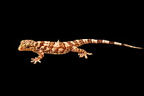 Antongil velvet gecko (Blaesodactylus antongilensis) portrait, Plzen Zoo. Captive, occurs in Madagascar.