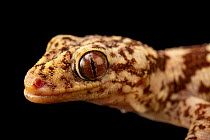 Antongil velvet gecko (Blaesodactylus antongilensis) head portrait, Plzen Zoo. Captive, occurs in Madagascar.