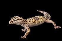 Iraqi eyelid gecko (Eublepharis angramainyu) portrait, Saint Louis Zoo. Captive, occurs in Middle East.