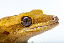Sarasin's giant gecko (Correlophus sarasinorum) head portrait, Saint Louis Zoo. Captive, occurs in New Caledonia.