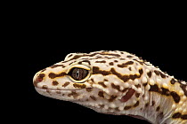 Iraqi eyelid gecko (Eublepharis angramainyu) head portrait, Saint Louis Zoo. Captive, occurs in Middle East.