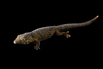 Bauer's chameleon gecko (Eurydactylodes agricolae) portrait, Plzen Zoo. Captive, occurs in New Caledonia.