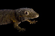 Bauer's chameleon gecko (Eurydactylodes agricolae) head portrait, Plzen Zoo. Captive, occurs in New Caledonia.