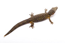 Bauer's chameleon gecko (Eurydactylodes agricolae) portrait, Plzen Zoo. Captive, occurs in New Caledonia.
