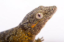 Bauer's chameleon gecko (Eurydactylodes agricolae) head portrait, Plzen Zoo. Captive, occurs in New Caledonia.