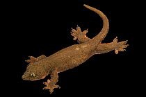 Voracious four-clawed gecko (Gehyra vorax) portrait, Plzen Zoo. Captive, occurs in New Guinea and Pacific Islands.
