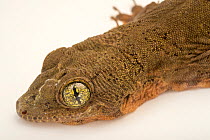 Voracious four-clawed gecko (Gehyra vorax) head portrait, Plzen Zoo. Captive, occurs in New Guinea and Pacific Islands.