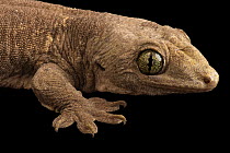 Halmahera giant gecko (Gehyra marginata) head portrait, Hutchinson Zoo. Captive, occurs in Indonesia.