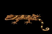 Giant bent-toed gecko (Cyrtodactylus irianjayaensis) portrait, private collection, Saint Louis. Captive, occurs in Papua New Guinea.