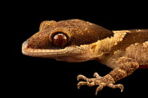 Giant bent-toed gecko (Cyrtodactylus irianjayaensis) head portrait, private collection, Saint Louis. Captive, occurs in Papua New Guinea.