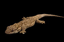 Grandidier's velvet gecko (Blaesodactylus sakalava) portrait, Plzen Zoo. Captive, occurs in Madagascar.