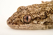Grandidier's velvet gecko (Blaesodactylus sakalava) head portrait, Plzen Zoo. Captive, occurs in Madagascar.