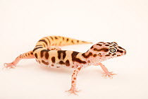 Tucson banded gecko (Coleonyx variegatus bogerti) portrait,  Arizona-Sonora Desert Museum, Arizona, USA. Captive.