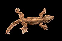 Kuhl's flying gecko (Gekko kuhli) portrait, Urban Ark Conservation. Captive, occurs in Malay Peninsula and Indonesia.