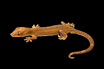 White-lined gecko (Gekko vittatus) head portrait, Wroclaw Zoo. Captive, occurs in Indo-Pacific.