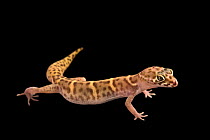Yucatan banded gecko (Coleonyx elegans) portrait, Arizona-Sonora Desert Museum. Captive, occurs in Mexico, Belize and Guatemala.