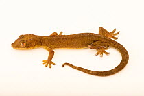 White-lined gecko (Gekko vittatus) portrait, Wroclaw Zoo. Captive, occurs in Indo-Pacific.