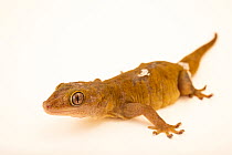 Golden gecko (Gekko badenii) portrait, Wroclaw Zoo. Captive, occurs in Vietnam. Endangered.