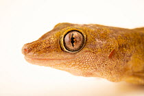 Golden gecko (Gekko badenii) head portrait, Wroclaw Zoo. Captive, occurs in Vietnam. Endangered.