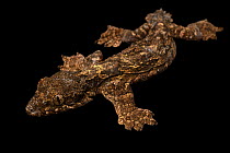 Kuhl's flying gecko (Gekko kuhli) portrait, Taman Mini Indonesia Indah. Captive, occurs in Malay Peninsula and Indonesia.