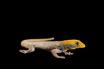 Yellow-headed gecko (Gonatodes albogularis) male, portrait, private collection. Captive, occurs in Central and South America.