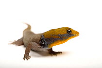 Yellow-headed gecko (Gonatodes albogularis) male, portrait, private collection. Captive, occurs in Central and South America.
