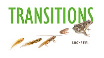 Nature is full of transitions. Day becomes night, tides rise and fall, and caterpillars become butterflies. Embrace change with our 'Transitions' showreel!