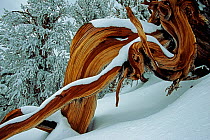 Great basin bristlecone pine (Pinus longaeva) twisted branch covered in snow, White Mountains, California, USA. March.