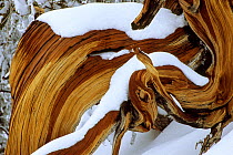 Great basin bristlecone pine (Pinus longaeva) twisted branch covered in snow, White Mountains, California, USA. March.