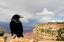 Common raven (Corvus corax) perched on the edge of a stone wall along the South rim of the Grand Canyon, Arizona, USA. June.