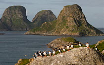 Atlantic puffins (Fratercula arctica) perched in a line on a rock with the Nyken Nature Reserve in the background, viewed from Storfjellet. Afjorden, Rost, Lofoten, Nordland, Norway. July, 2006.