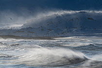 Strong winter winds whipping up spray over the sea and blowing snow from the mountain tops, Sandfjorden, Varanger, Finnmark, Norway. February, 2010.