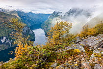 View down to Geirangerfjorden covered in low cloud in autumn, with Birch (Betula pubescens) trees in foreground. Stranda, More og Romsdal, Norway. September, 2012.