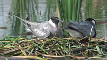 Whiskered tern (Chlidonias hybrida) pair on nest, one incubates clutch of eggs as the other organises the nest and then flies off, leaving frame, Donana National Park, Sevilla, Spain.