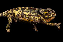 Peter's flap-necked chameleon (Chamaeleo dilepis petersii) walking, portrait, Gorongosa National Park, Mozambique. Captive.