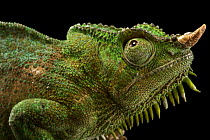Four-horned chameleon (Chamaeleo quadricornis quadricornis) head portrait, Saint Louis Zoo. Captive, occurs in West Africa.