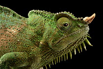 Four-horned chameleon (Chamaeleo quadricornis quadricornis) head portrait, Saint Louis Zoo. Captive, occurs in West Africa.