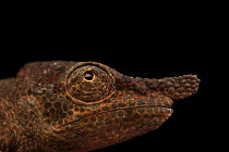 Nose-horned chameleon (Calumma nasutum) head portrait, Madagascar. Captive.