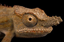 Lesser chameleon (Furcifer minor) male, head portrait, private collection, Madagascar. Endangered.