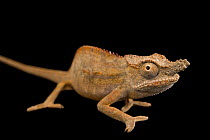 Lesser chameleon (Furcifer minor) male, portrait, private collection, Madagascar. Endangered.