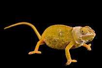Lessor chameleon (Furcifer minor) female, shedding its skin, portrait, private collection, Madagascar. Captive. Endangered.