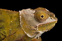 Lessor chameleon (Furcifer minor) female, shedding its skin, head portrait, private collection, Madagascar. Captive. Endangered.