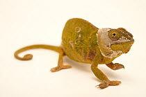 Lessor chameleon (Furcifer minor) female, shedding its skin, portrait, private collection, Madagascar. Captive. Endangered.