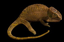 O'Shaughnessy's chameleon (Calumma oshaughnessyi) female, portrait, Madagascar. Captive.