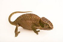 O'Shaughnessy's chameleon (Calumma oshaughnessyi) female, portrait, Madagascar. Captive.