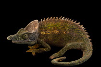 Antimena chameleon (Furcifer antimena) portrait, private collection. Captive, occurs in Madagascar.