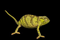 Graceful chameleon (Chamaeleo gracilis) male, standing  portrait, Western Kentucky University. Captive, occurs in Africa.